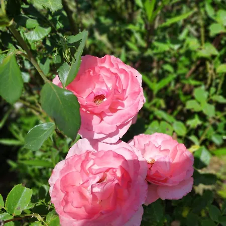 Cirali Sunny House * Kemer