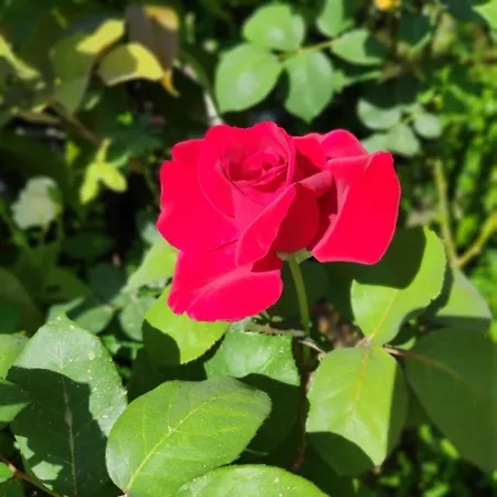 Cirali Sunny House *