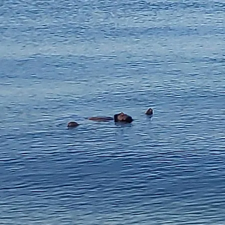 Апартаменты Cirali Sunny House