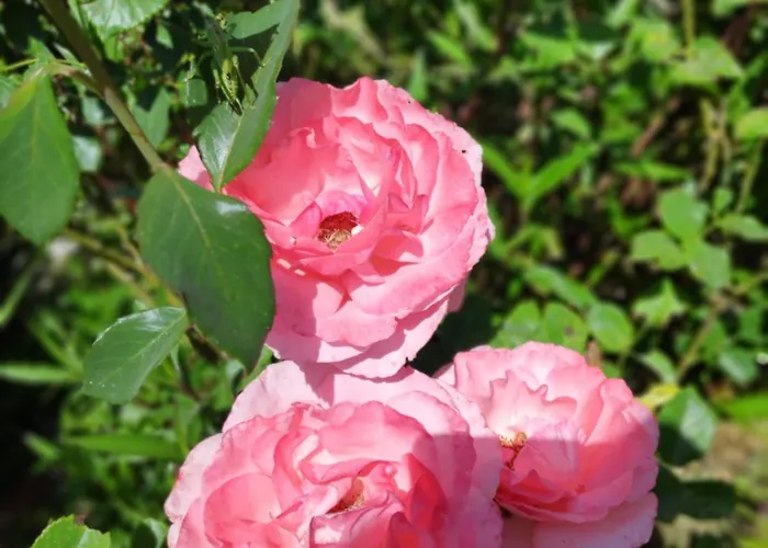 Cirali Sunny House * كمر