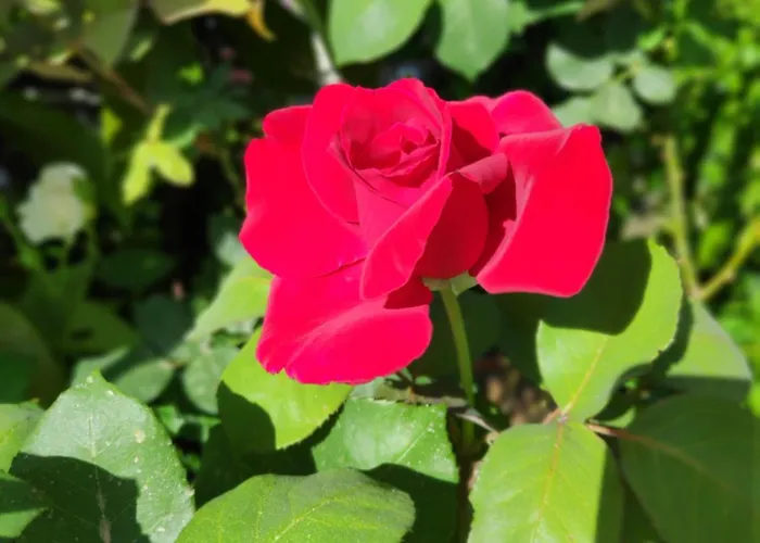 Cirali Sunny House *