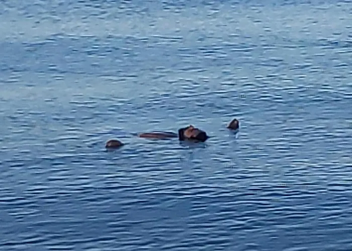 شقة Cirali Sunny House